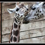 Giraffes passionate Kiss