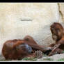 Orangutan mother with child