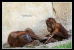 Orangutan mother with child by declaudi