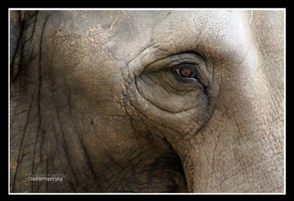 elephant eye