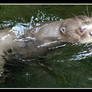 South American giant otter