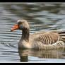 floating Grey Goose