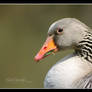 Portrait of geese