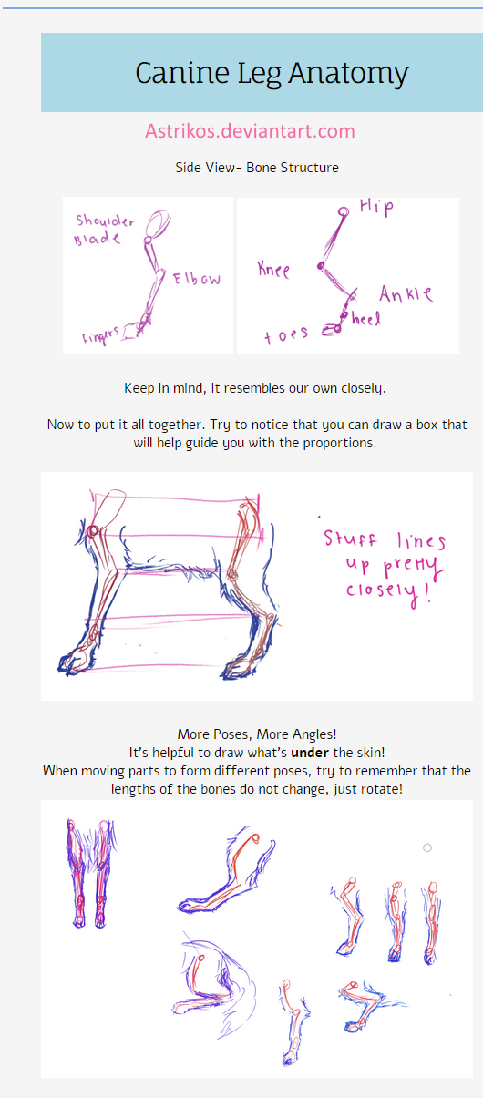 Canine Leg Anatomy Tut