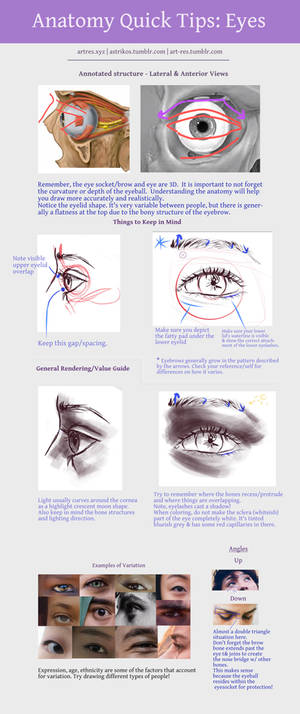 Anatomy Quick Tips Eyes Tutorial