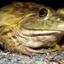 Bullfrog 2