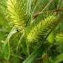 Spiky Grass