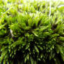 Moss