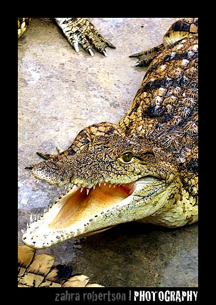 the croc pit .02 by ZahraRobertson on DeviantArt