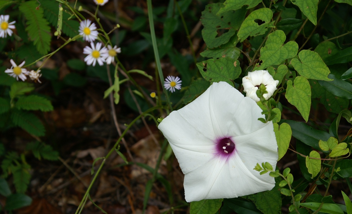 The Flowers of the Morning