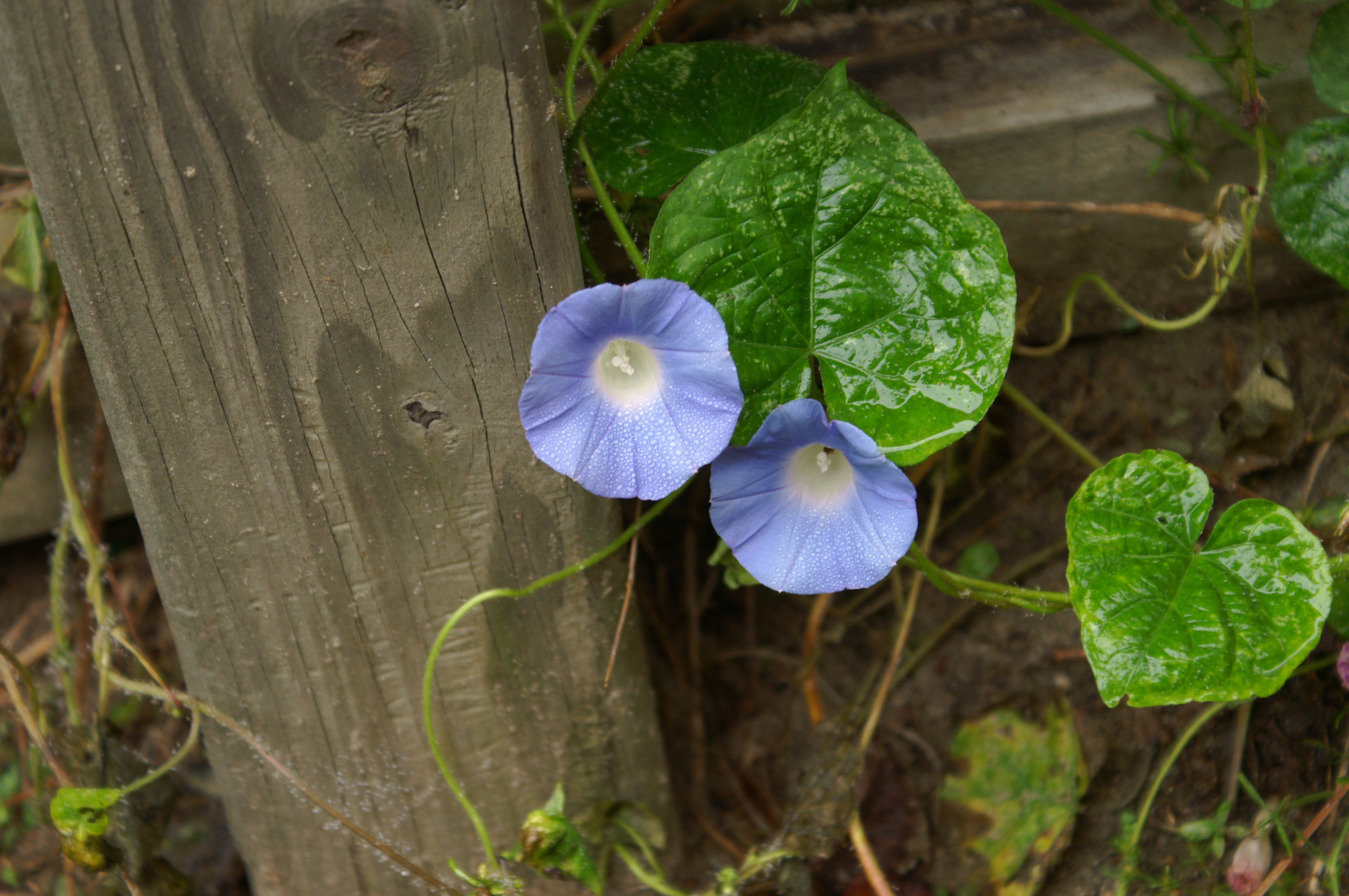 The Idealist of the Fence