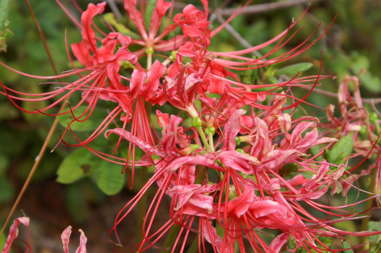 Lycoris Radiata