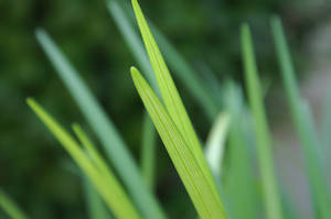 Blades of Grass