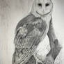 Barn Owl