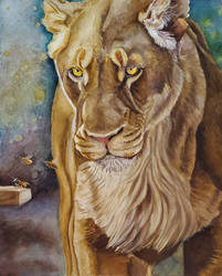 Lioness 