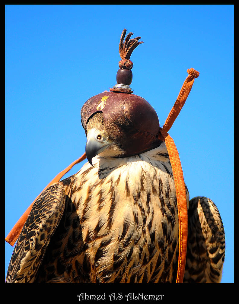 Arabian falcon