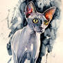 Sphynx cat