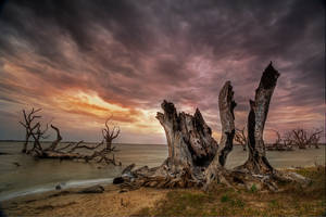 Where giants once stood
