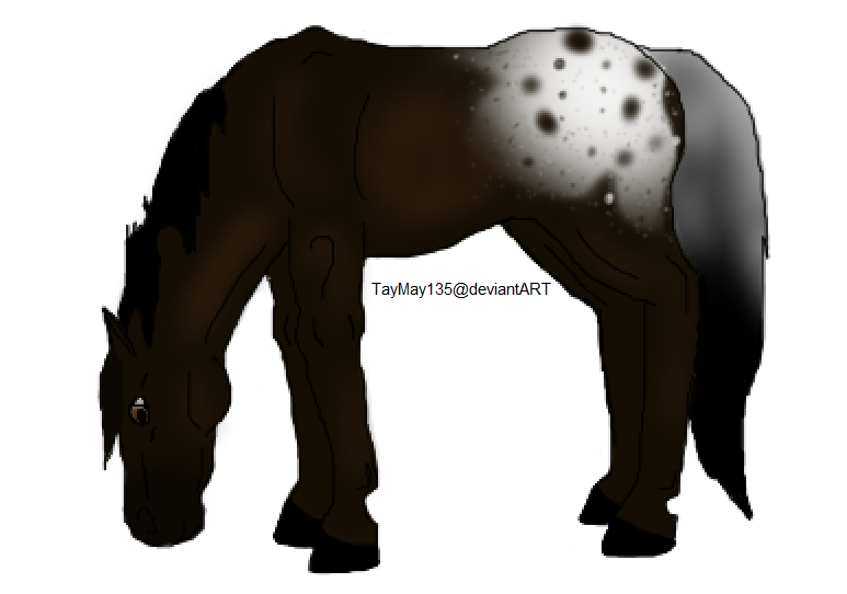 Appaloosa Mare