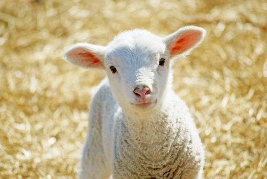 Lamb