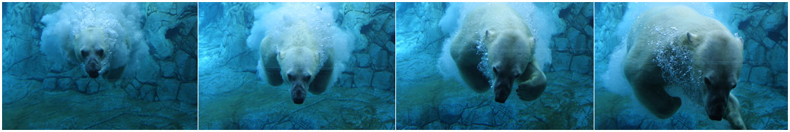 PolarBear Series1