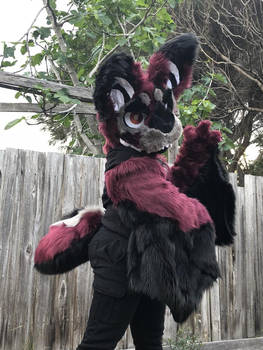 vampire bat fursuit (for sale!)