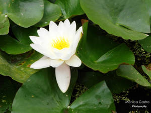 Water Lily