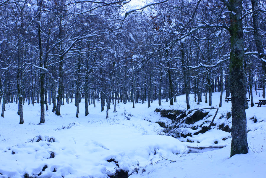 Winter Forest