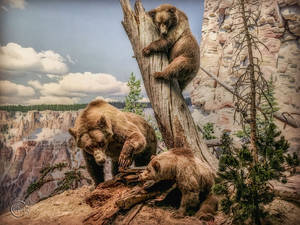 Natural History museum. by AliaChek Natural History museum. by AliaChek
