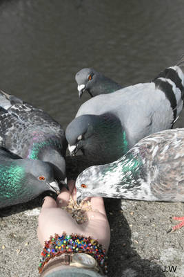 Feed the birds.