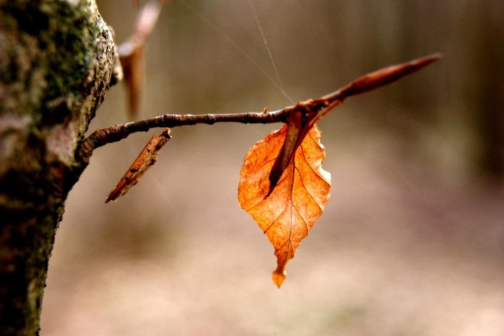 Leaves