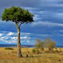 African Panorama