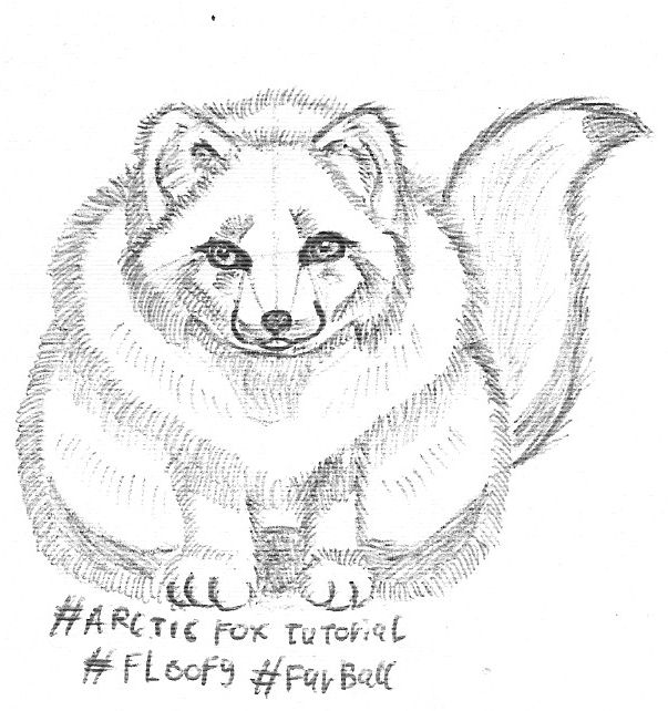 Round ball of floof by LegionGUA on DeviantArt