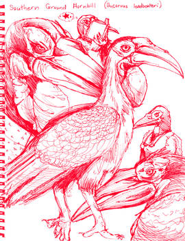 Southern Ground Hornbill Ink Sketches