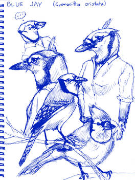 Blue Jay Ink Sketches