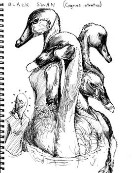 Black Swan Ink Sketches
