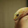 Rainwater Albino Leopard Gecko