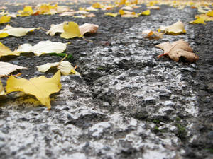 Fallen Leavs On The Ground