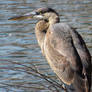 Young Great Blue Heron