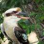 The Friendly Kookaburra