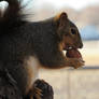 Walnut the Prime Rib of Squirrels