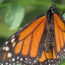 Monarch Butterfly Closeup