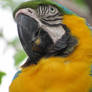 Blue and Yellow Macaw (headshot)