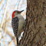 Friendly Woodpecker