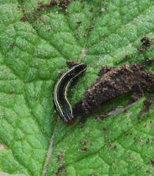 A really very tiny ultra minuscule Caterpillar