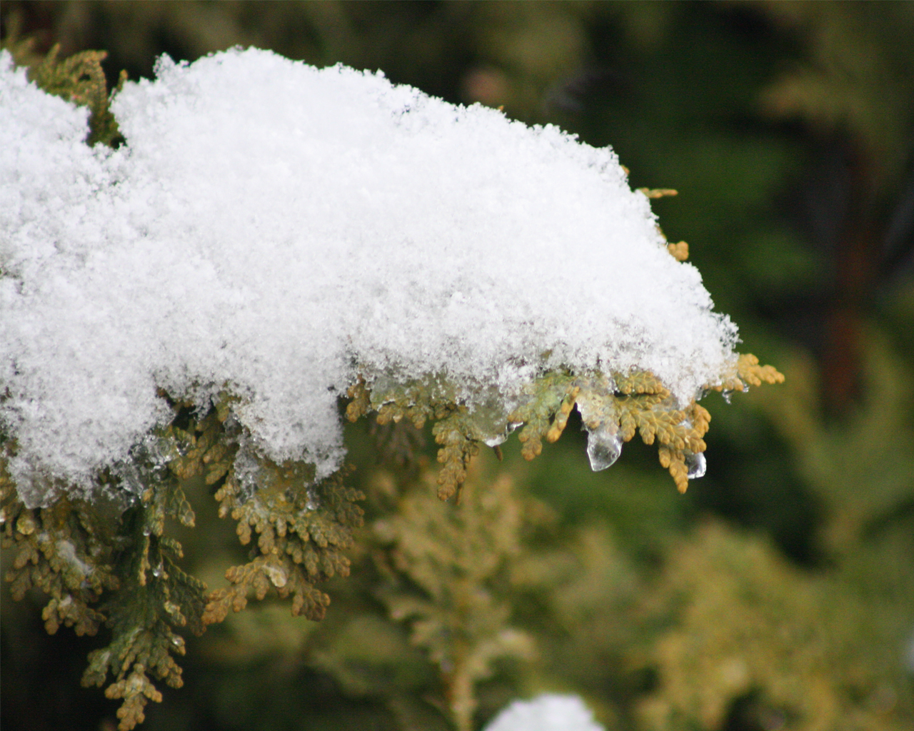 Snow Bush