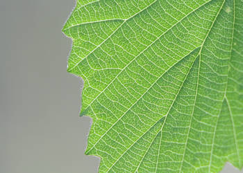 Leaf Veins