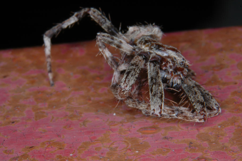 Spider and Rust by TheSoulsReaper on DeviantArt