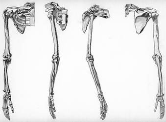 Skeleton Arms 4 View