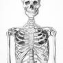 Skeleton Half